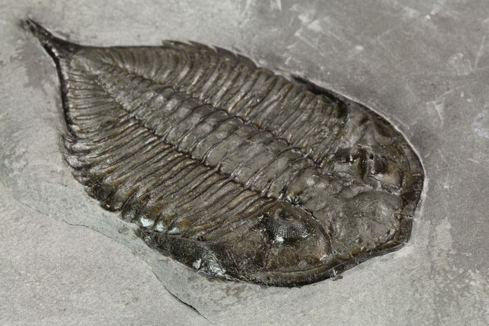 Dalmanites Trilobite Fossil - New York #99027